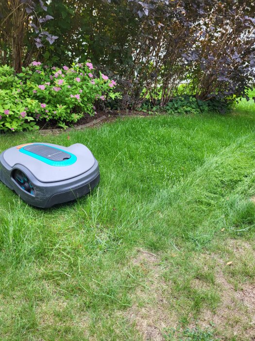 Robotgräsklippare på en gräsmatta nära blommande buskar och mörklövade träd.