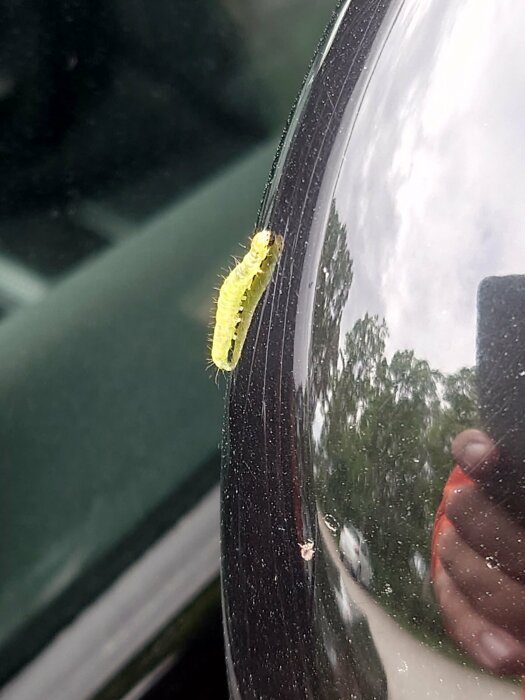 Gul larv hänger på tråd mot bilfönster; reflektion av fotograf; grönska i bakgrunden.
