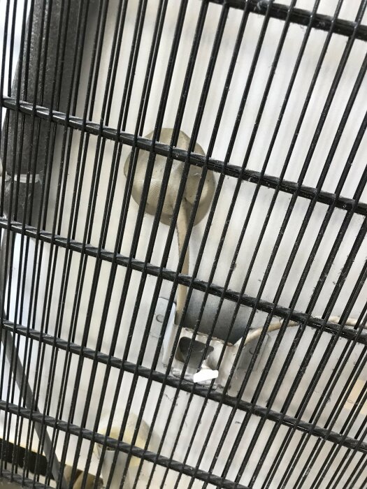 Närbild på svart bur med småfågel, troligen en undulat, synlig genom galler. Fågeln tittar ut.