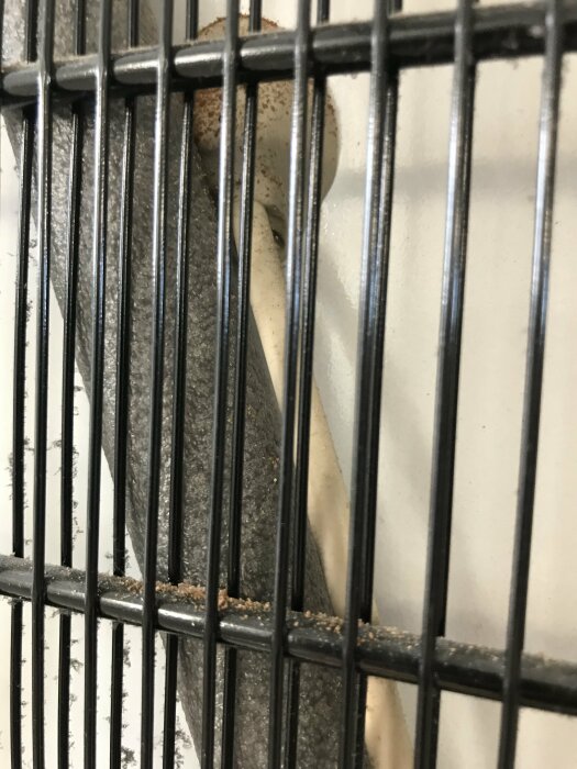 Ett djur bakom metallgaller, oklart vilket, synlig päls och öra, med vit bakgrund.