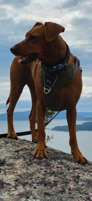 Brun hund med sele står på berg med himmel och vatten i bakgrunden.