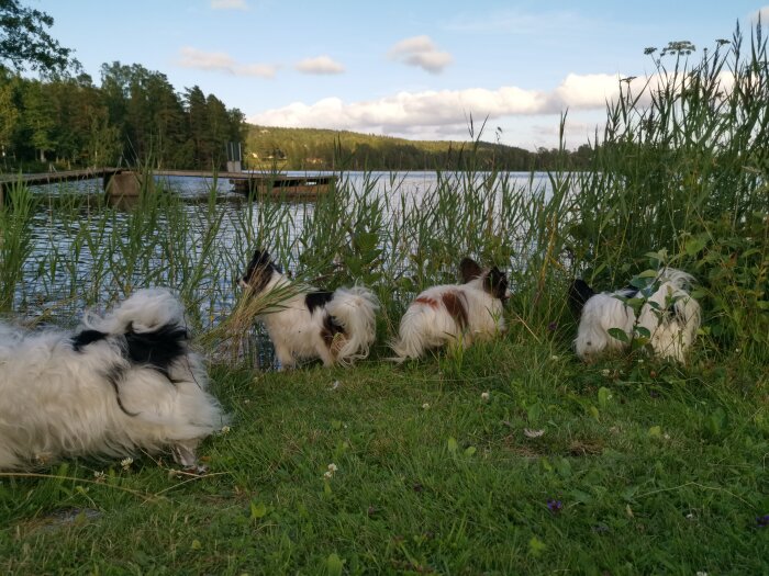 Tre små hundar vid en sjö, grönt gräs, brygga i bakgrunden, molnig himmel.