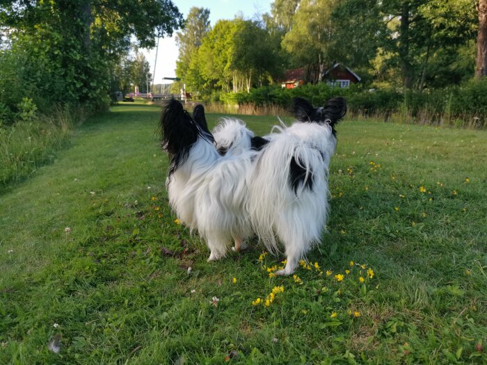 Två hundar i grönt gräs med blommor, hus och träd i bakgrunden.