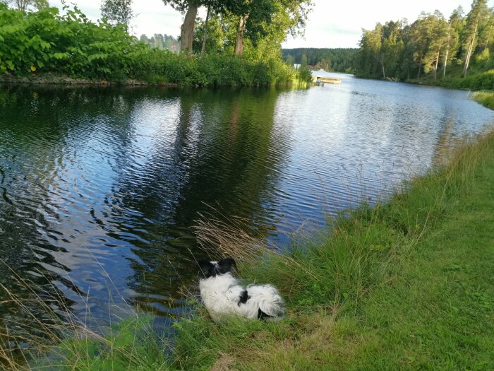 Hund vid sjö, grönt gräs, träd, brygga i bakgrunden, lugnt vatten, reflektioner, naturlig miljö.