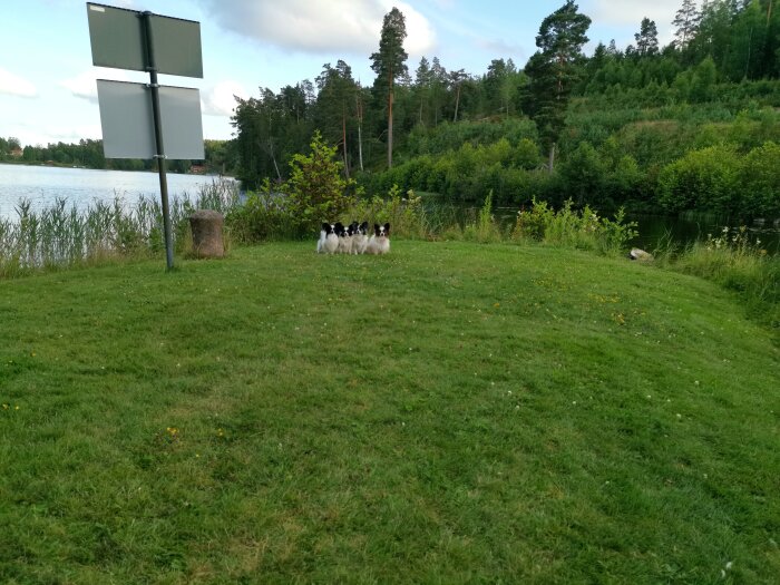 Grönt landskap, sjö, grupp hundar, tom skyltställning, träd, molnig himmel.