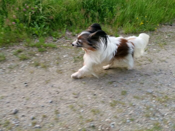 Liten hund springer på grusväg bredvid grönt gräs, fläckig päls, rörelseoskärpa, dagtid.