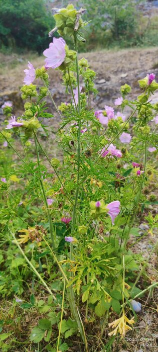 Vilda blommor, kapslar, gröna blad, otydlig bakgrund med träd och gräs, naturlig miljö, dagstid, sommar.