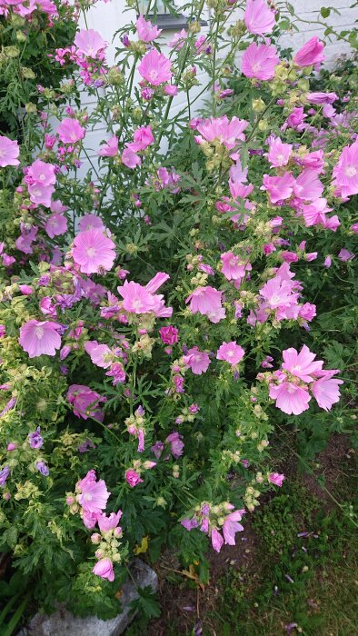 Blommande rosa stockrosor mot vit husvägg, gröna blad, sommar, trädgårdsväxter i full blom.