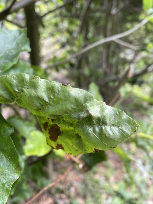 Närbild av grönt blad med skador mot oskarp naturlig bakgrund.