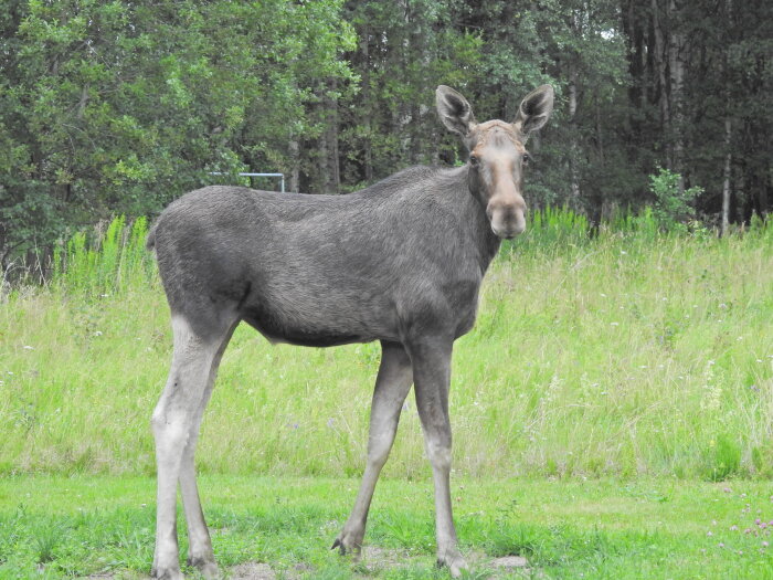 En älg står på en äng med skogen bakom.