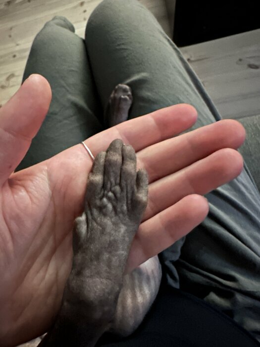 En person håller en katts tass i sin hand; båda sitter. Grå sphynxkatt. Hemmiljö. Kärleksfullt ögonblick.