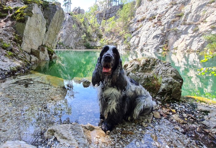 En svart och vit spanielhund vid en klar grönturkos sjö omgiven av klippiga sluttningar och gröna träd.