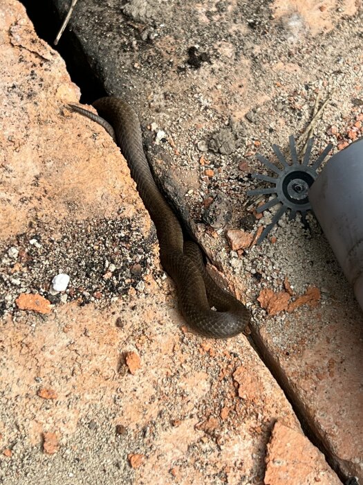 En brun orm glider fram över tegelstenar nära en grå plastdel.