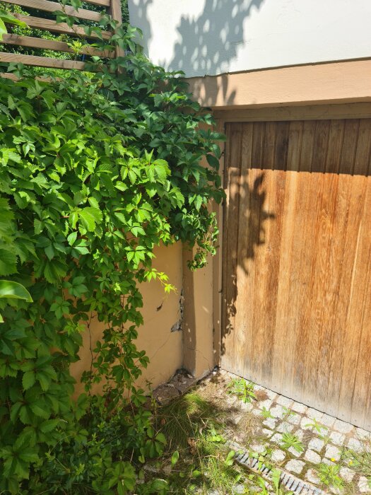 Trädgårdsmiljö med gröna växter som täcker en del av en träport. Soligt väder skapar skuggmönster på väggen.