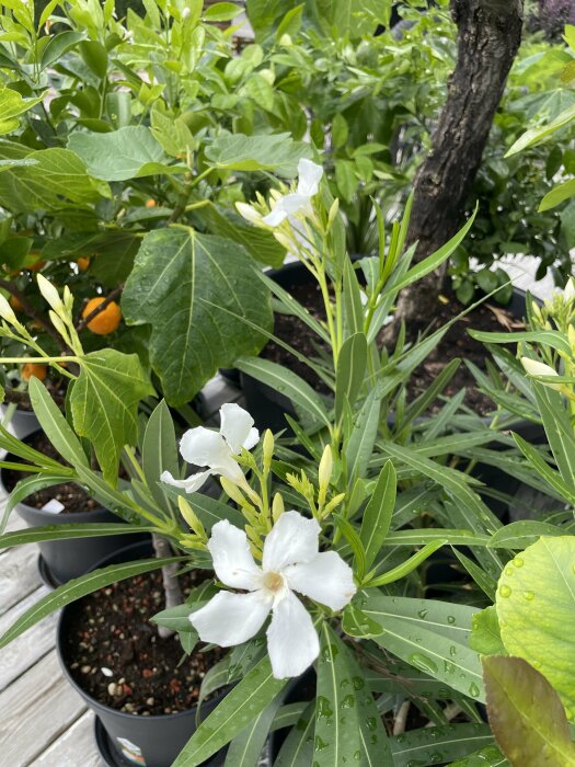 Vita blommor med regndroppar, gröna blad, trädgårdsväxter i krukor, dämpat dagsljus, utomhus.