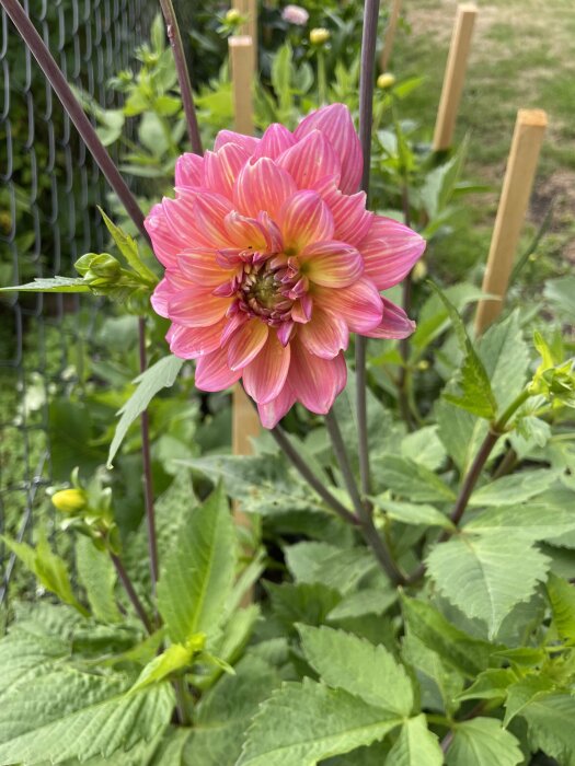 En rosa dahlia med grön bakgrund, en staket och trädgårdsstöd i blomrabatt.