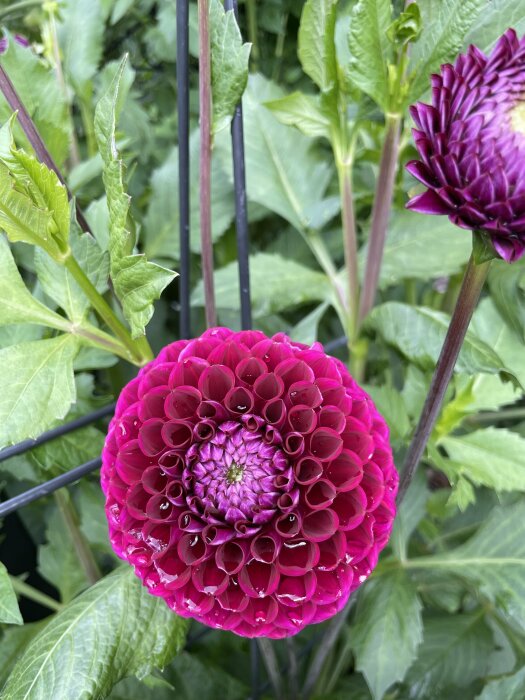 Lila dahlia i full blom med symmetriska blomblad och vattendroppar, gröna blad och stjälkar i bakgrunden.