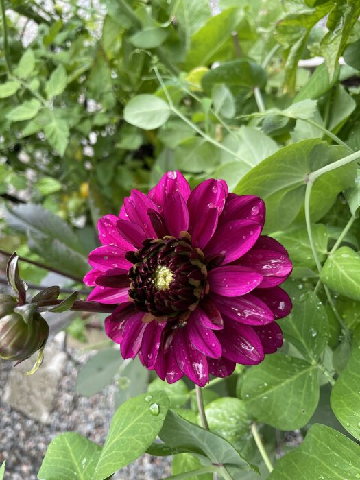 Lila dahlia med vattendroppar mot gröna blad, natur, dagtid, färsk, levande, trädgård, detaljer, flor.