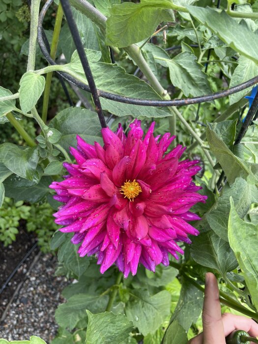 En färgglad rosa dahlia med vattendroppar, gröna blad, hand stöder stjälken, i en trädgård.