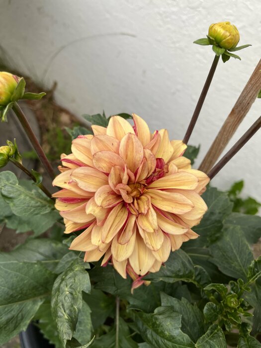 Stor dahlia med gul-orange nyanser och röda streck, grön lövverk, odlas i kruka, oskarp vit bakgrund.