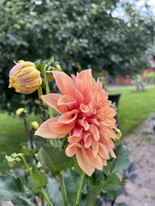 En närbild av en blommande aprikosfärgad dahlia med knoppar och gröna blad i en trädgård.