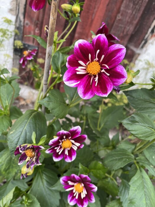 Lila och vita blommor, gröna blad, suddig röd träbakgrund, livscykel från knopp till vissnad.