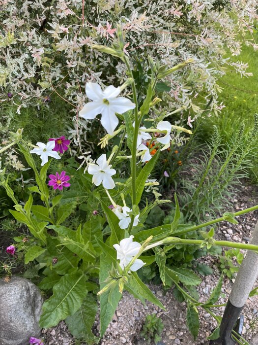 Trädgårdsbild med vita och rosa blommor, buskar, gröna blad, och grusstig.