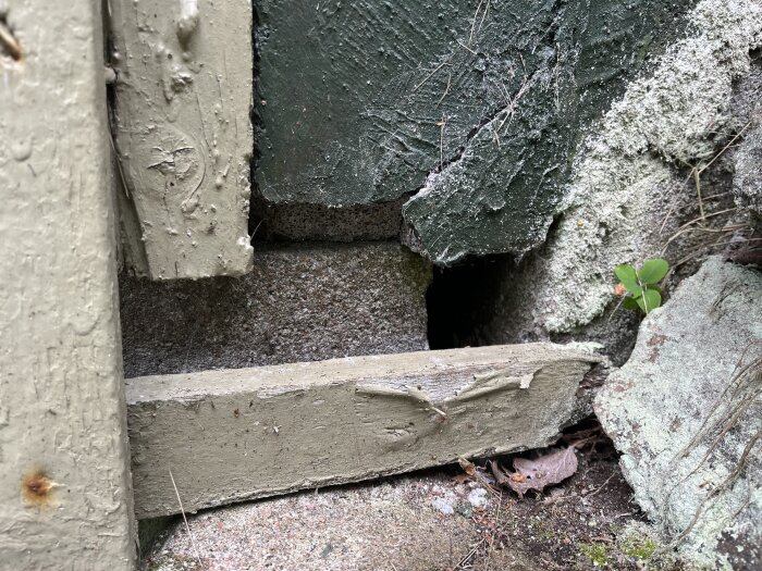 Gamla, mörserade tegelstenar, slitet trä, spindelväv, liten planta, naturligt ljus, detalj av byggnad eller struktur.