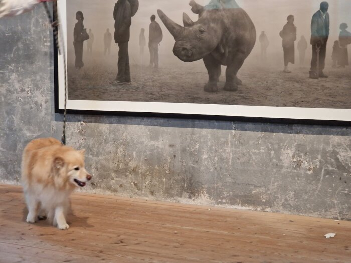 En hund går framför ett stort foto med noshörning och suddiga människor i bakgrunden.