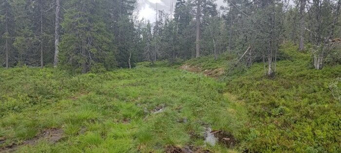 Skogsmark, gröna grästuvor, barrträd, blött underlag, mulet väder, bibehållna och fallna träd, orört naturlandskap.