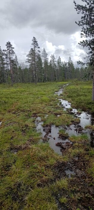 Skogsväg, vattensamlingar, gräs, tallar, molnig himmel, natur, känsla av fuktighet och vildmark.