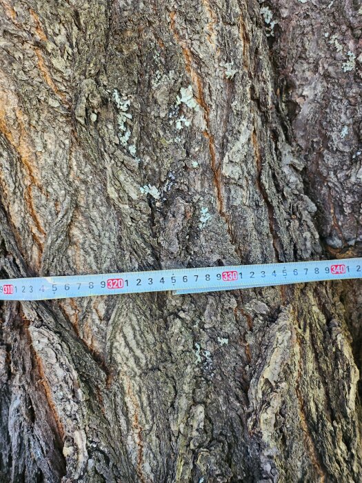 Måttband mot trädbark, detaljerad textur, mätning av trädets omkrets, naturens mönster, vetenskaplig datainsamling.