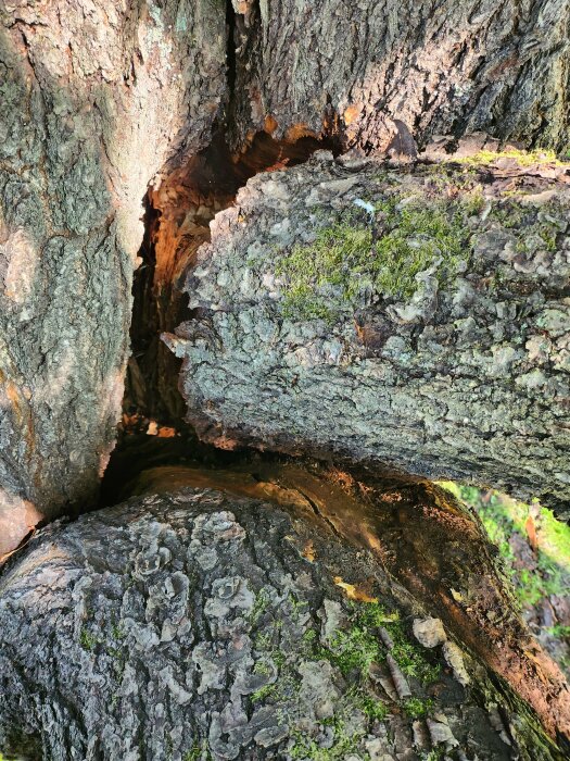 Texturerat trä, mossa, slitet, närbild på trädets bark och ihålighet, naturens detaljer, organiska mönster.