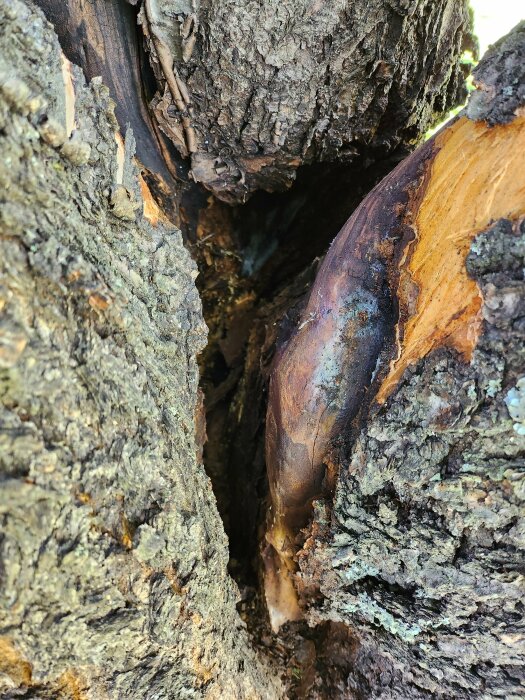 Närbild av trädstamm, visar sprucken bark och utsatt ved, med olika texturer och färger.