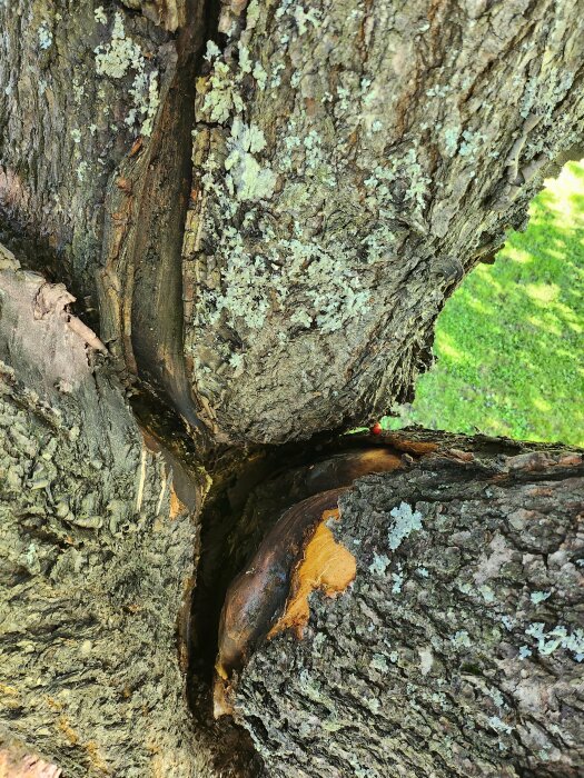 Trädgrenar och bark med lavar närbild, skogsmiljö, skadad del av träd synlig, grönt gräs i bakgrunden.