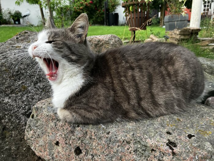 Gråvit katt gäspar eller vrålar på en sten, grönska och buskar i bakgrunden.