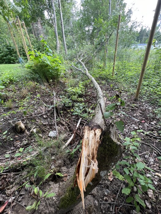 Avbrutet träd, skogsmark, gröna växter, mossa, trasig stubbe, dagljus.