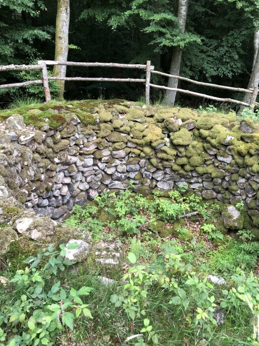 Mossbelagd stenmur i skog, med trästaket ovanpå, grönska, ingen människa syns.