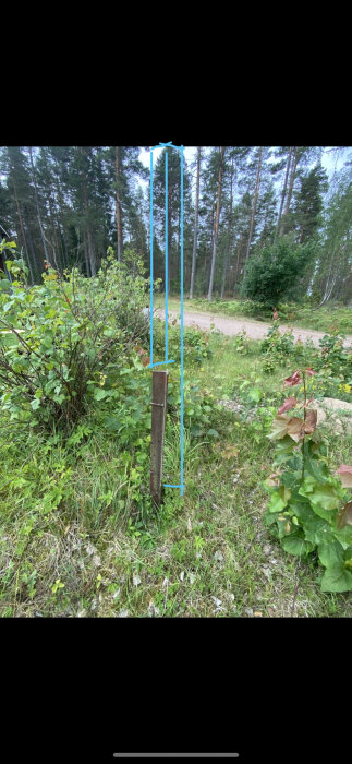 En blå stege står lutad mot ingenting i skogsbryn nära en grusväg.