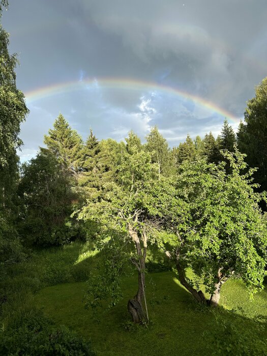 Regnbåge över gröna träd och gräsmatta, molnig himmel, soligt ljus, naturvy, fridfull atmosfär.