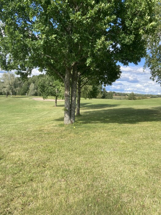 Ensam träd på solig äng med skugga, några personer och himmel i bakgrunden.