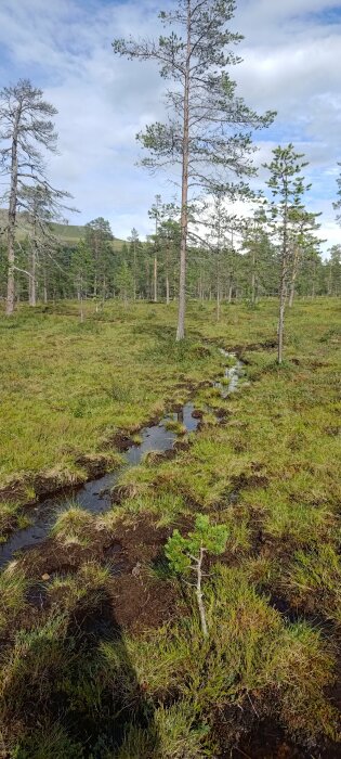 Nordisk skog, tallar, vattenansamling, myrmark, grön vegetation, blå himmel, dagtid, fridfull, naturlig skönhet.