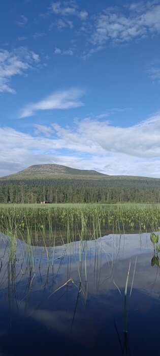 Ett lugnt vatten med vass, skog, fjäll i bakgrunden och en klarblå himmel med moln.