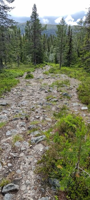 Stenig vandringsled genom skog mot berg. Moln i horisonten, gröna träd och buskar, vild natur.