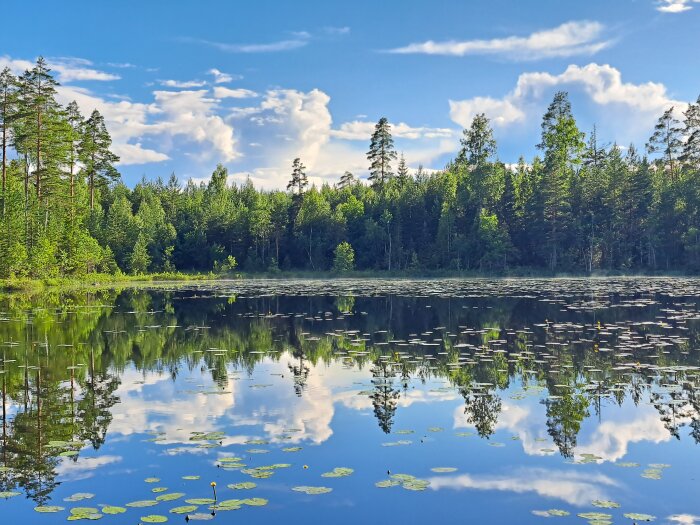 Skogssjö med näckrosor, spegelblankt vatten, reflektioner av träd och himmel, moln, lugnt, klart väder.