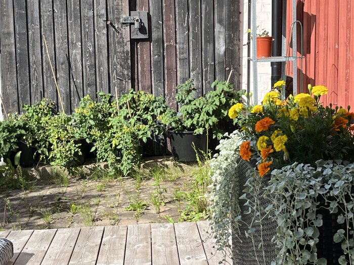 Träveranda, odlingslådor med gröna växter, solbelyst, gula och orange blommor, trävägg, kruka på hylla.