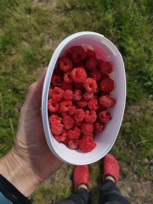 Hand håller skål med hallon, grönt gräs, röda skor nedanför.