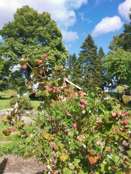 Hallonbuske i förgrunden, gröna träd och blå himmel med vita moln i bakgrunden. Natur, sommar, soligt.