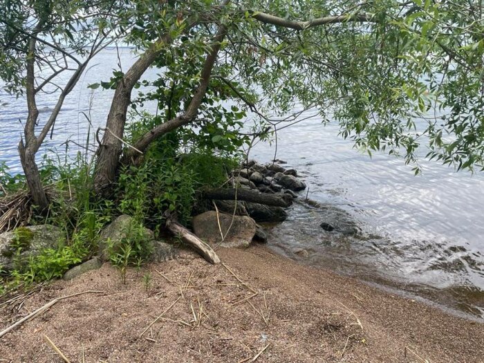 Strandkant med träd, stenar och vatten. Lugn naturmiljö med viss växtlighet och reflekterande solljus på vattenytan.