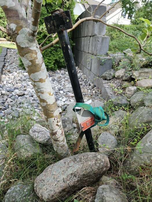 Träd stöttas av en svart stolpe med grön spännrem, omgiven av sten och gräs.